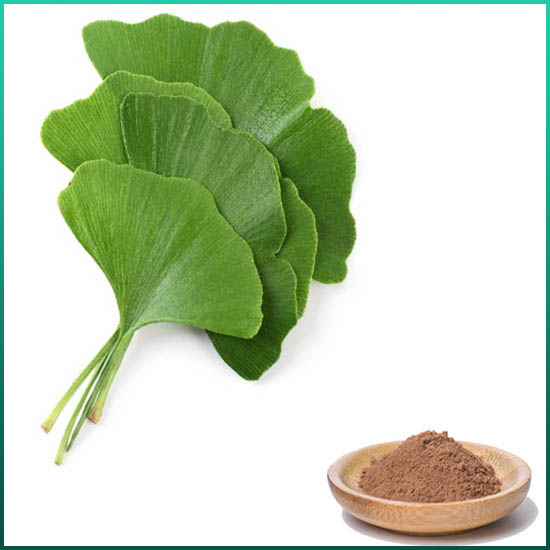 Extrato de Ginkgo Biloba